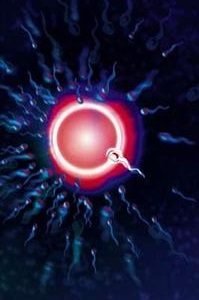 Ιδού οι 7 τροφές που ενισχύουν τη γονιμότητα