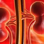 kidneys_660
