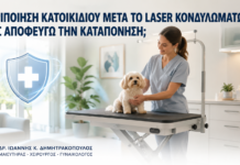 Περιποίηση Κατοικιδίου μετά από Laser Κονδυλωμάτων: Πώς Αποφεύγω την Καταπόνηση; - Δρ. Ιωάννης Κ. Δημητρακόπουλος