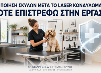 Περιποίηση Σκύλων μετά από Laser Κονδυλωμάτων: Πότε Επιστρέφω στην Εργασία; - Δρ. Ιωάννης Κ. Δημητρακόπουλος