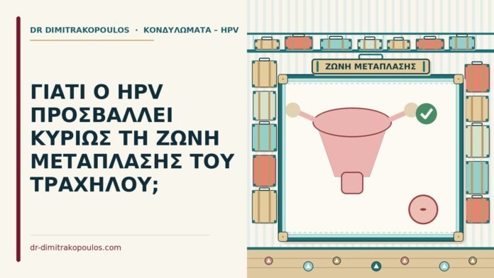 ΓΙΑΤΙ Ο HPV ΠΡΟΣΒΑΛΛΕΙ ΚΥΡΙΩΣ ΤΗ ΖΩΝΗ ΜΕΤΑΠΛΑΣΗΣ ΤΟΥ ΤΡΑΧΗΛΟΥ; ζώνη μετάπλασης του τραχήλου