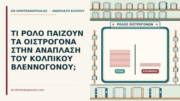 ΤΙ ΡΟΛΟ ΠΑΙΖΟΥΝ ΤΑ ΟΙΣΤΡΟΓΟΝΑ ΣΤΗΝ ΑΝΑΠΛΑΣΗ ΤΟΥ ΚΟΛΠΙΚΟΥ ΒΛΕΝΝΟΓΟΝΟΥ; οιστρογόνα στην ανάπλαση